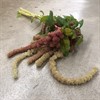 AMARANTHUS CAUDATUS CYCLOOP CORAL FOUNTA